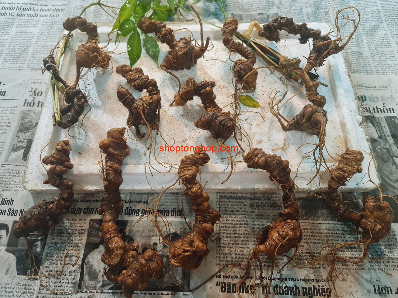 Bán Sâm Ngọc Linh rừng tự nhiên uy tín TPHCM