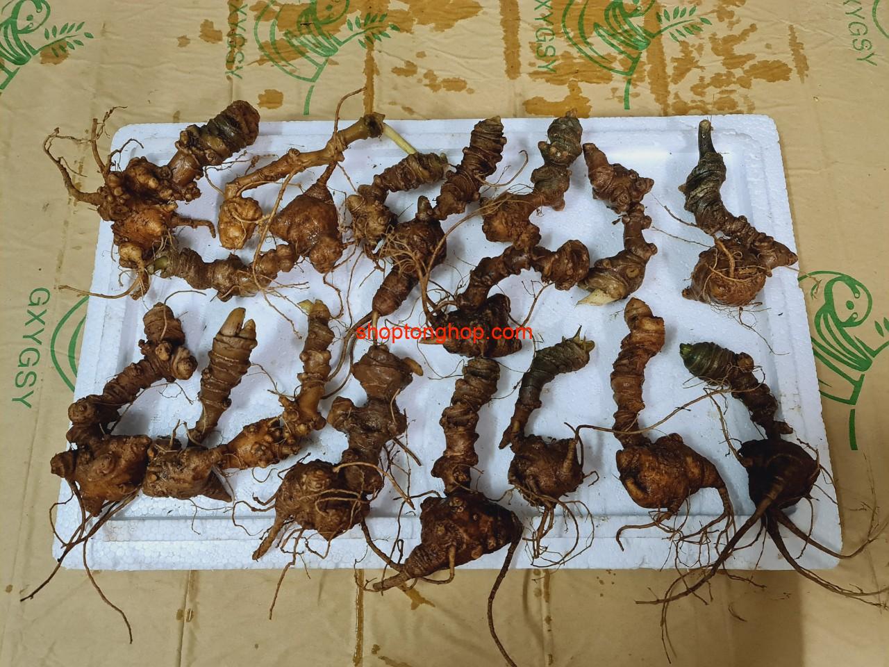 Bán Sâm Ngọc Linh rừng uy tín TPHCM