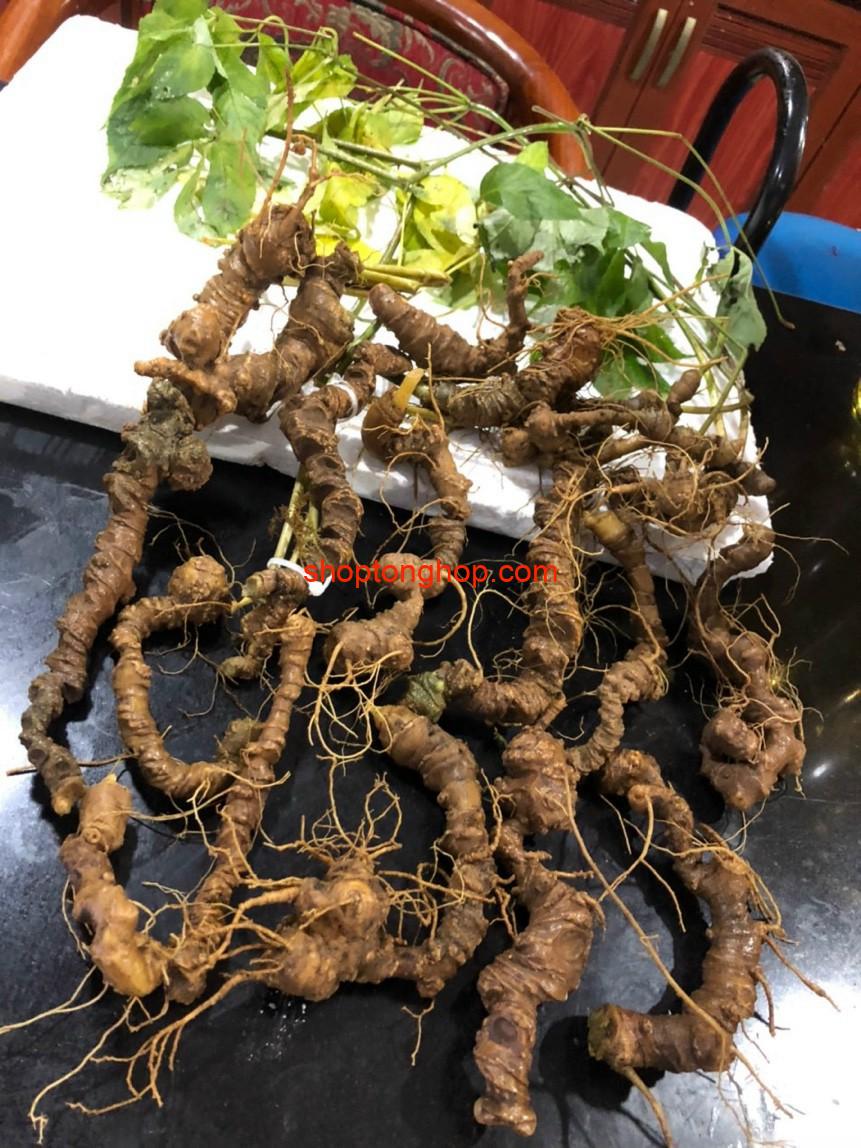 Sâm Ngọc Linh Rừng già Kontum