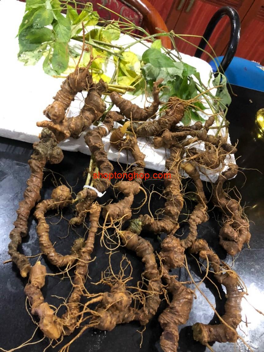Bán Sâm Ngọc Linh rừng già tự nhiên uy tín TPHCM